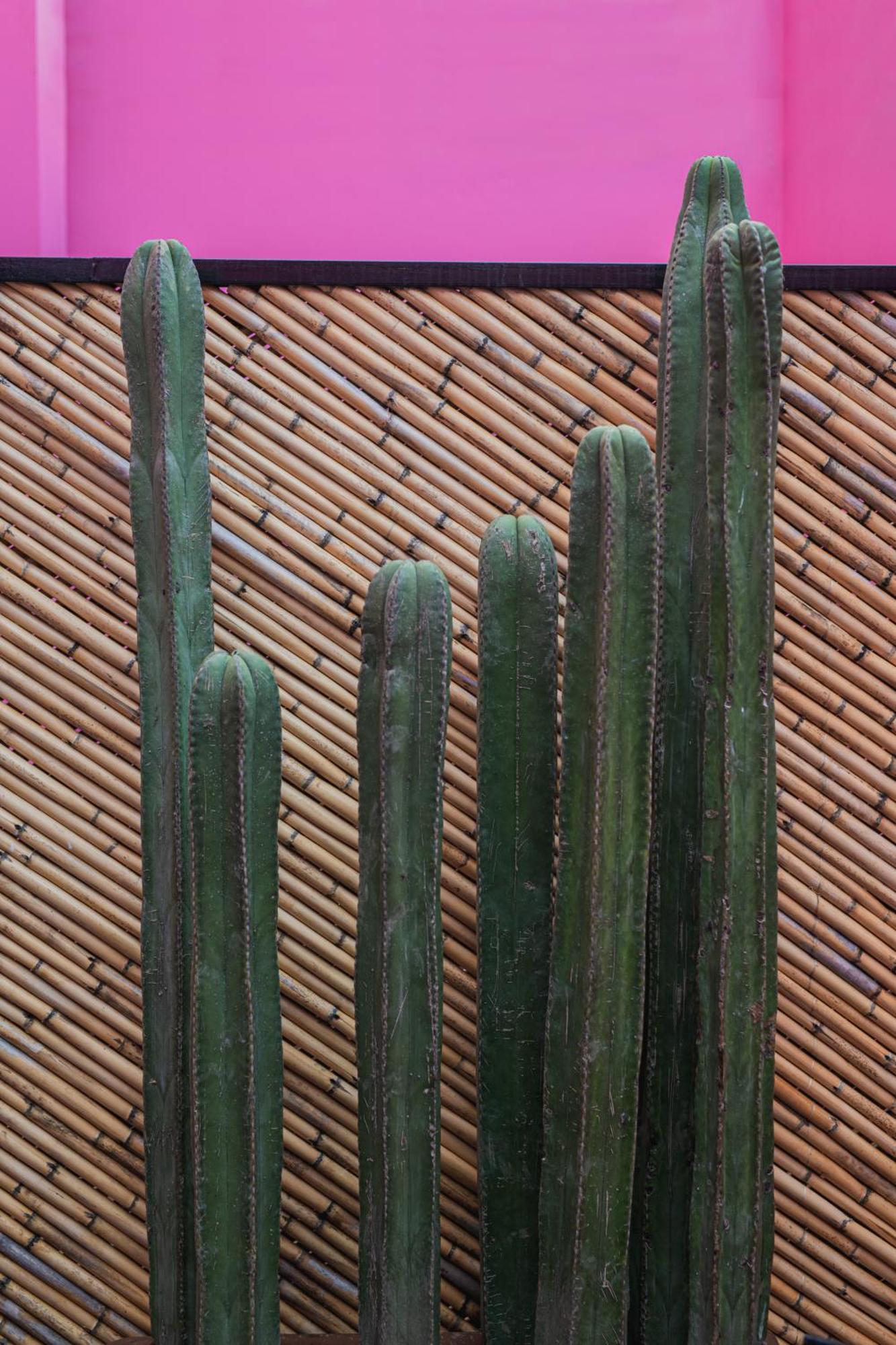 Casa Rosamate Appartement Oaxaca Buitenkant foto